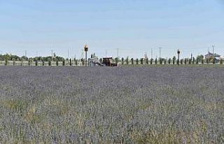 Karatay Lavanta Bahçesi’nde hasat zamanı
