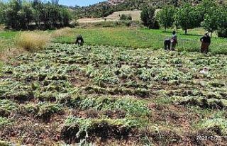 Karbasan köyündeki adaçayı üretimi 75 tona ulaştı