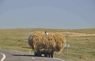 Kars’ta ot yüklü traktörler tehlike saçıyor