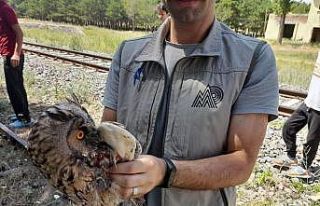 Kars’ta yaralı Kulaklı Baykuş tedavi altına...