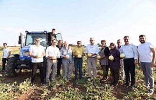 Kavun diyarında hasat yapıldı