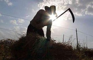 Kavurucu sıcakta buğday hasadı