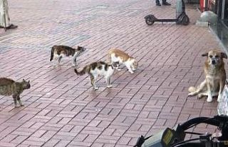 Kedilerin köşeye sıkıştırdığı köpeği esnaf...
