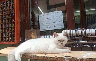 Kedilerini sevenlerden para toplayıp sokak hayvanlarına...