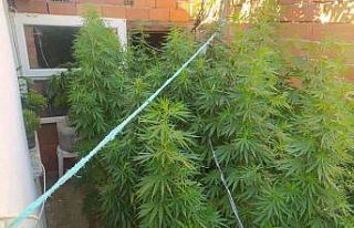 Kenevir bahçesine polis baskını