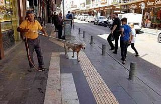 Kilis’te başıboş dolaşan Pitbull yakalanarak...