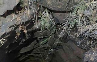 Kilis’te su kuyusuna düşen yavru domuz kurtarıldı