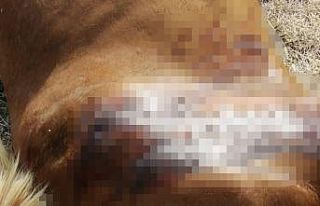 Kırkağaç’ta fayton atları öldürüldü