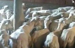 Kırklareli’ne kaçak getirilmiş 88 küçükbaş...