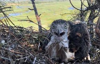 Korkusuzca kartal yuvasına tırmandı, yavrularını...