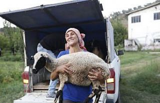 Koyunları telef olan kadın çobanın imdadına Başkan...