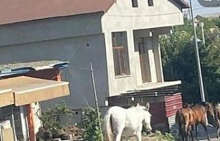 Kulp’ta başıboş dolaşan atlar ilçe merkezine...