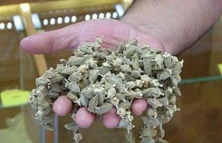 Kuru bamya gram altınla yarışıyor