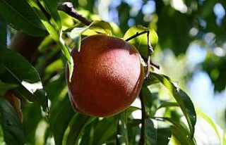 Lapseki şeftalisinde yüzde 25 rekolte artışı...