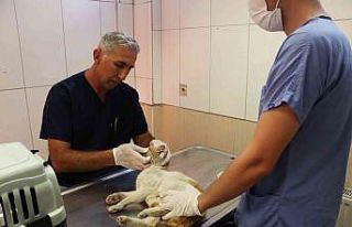 Maltepe’de altı ayda 8 bin 676 hayvan tedavi edildi