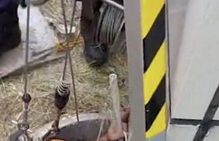 Maltepe’de kuyuya düşen kediyi itfaiye ekipleri...