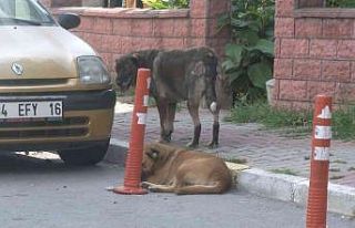 Maltepe’de siteyi köpekler bastı, yaşlı kadına...