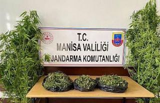 Manisa’da 1983 kök kenevir bitkisi ele geçirildi