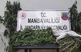 Manisa’da iki ilçede kenevir operasyonu