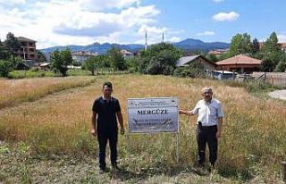 ’Mergüze’, ’atasiyez’ ve ’Kastamonu siyez...