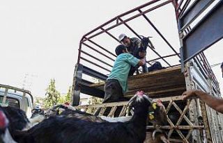 Mersin Büyükşehir Belediyesinin hayvan ve yem desteği...