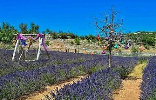 Mersin’de köylüler lavantayı sevdi