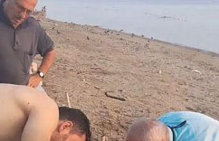 Misinaya takılan martı özgürlüğüne böyle kavuştu