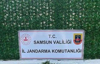 Mısır tarlasında kenevir bitkisi ve kubar esrar...