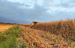Mısırda verim, çiftçinin yüzünü güldürdü