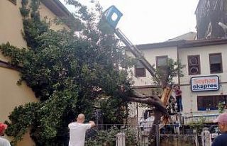 Mudanya’da yıldırım türbe içindeki ağacı...