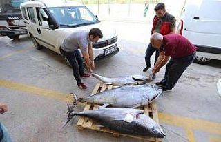 Muğla’da avlanması yasak olan 3 adet mavi yüzgeçli...
