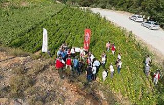 Muğla’da lavanta ve biber hasadı coşkusu