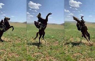 Muhtarın attan düşme anı