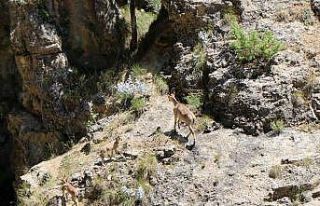 Munzur Dağlarında dağ keçileri görüntülendi