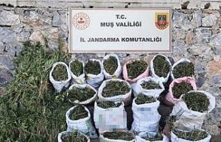 Muş’ta 184 kilogram kubar esrar ve 6 bin 338 kök...