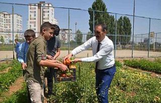 Muş’ta okul bahçesinde yetiştirilen sebzeler...