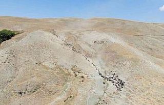 Muş’ta yayla dönemini tamamlayan besiciler dönüşe...