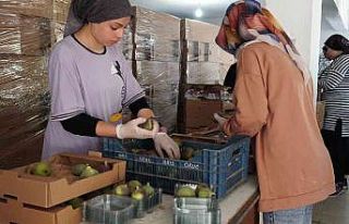 Mustafakemalpaşa’da incir mesaisi başladı