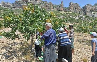 Mut’ta fıstık hasadı başladı