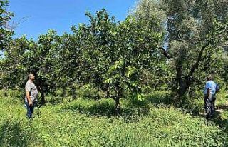 Narenciye bahçelerindeki verim kaybı araştırılıyor