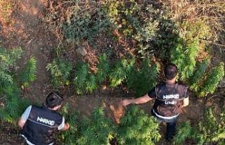 Ödemiş’te bir araziye ekilen Hint keneviri dron...