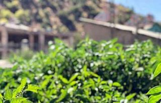 Okul bahçesinde organik sebze yetiştiriciliği