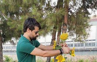 Okul müdürünün ektiği 18 başlı ayçiçeği...