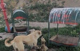 Ön ayaklarını kullanamayan yavru tedavisinin ardından...