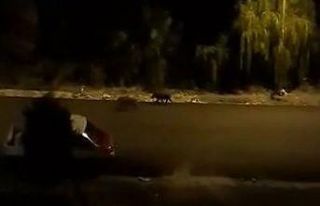 Ordu’da aç kalan domuzlar şehir merkezine indi