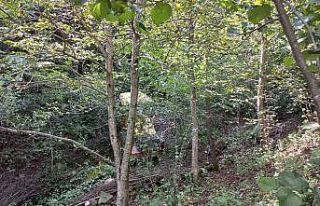 Ordu’da iş makinesi şarampole devrildi: 1 ölü