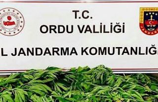 Ordu’da uyuşturucu ile mücadele çalışmaları...
