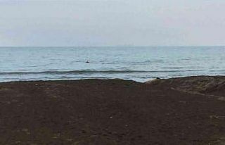 Ordu’da yunuslar görüntülendi