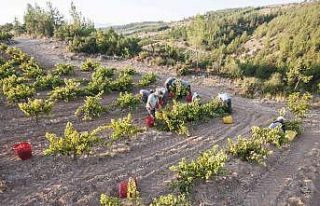 Organik üzüme geleneksel kurutma yöntemi