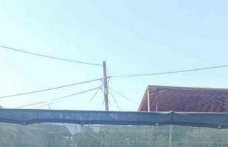 Ormanlık alanda 605 kök kenevir ele geçirildi